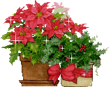 Poinsettias